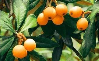 莆田最新爆料摘枇杷,最新爆料带你体验摘果乐趣” 第2张 莆田最新爆料摘枇杷,最新爆料带你体验摘果乐趣” 第2张